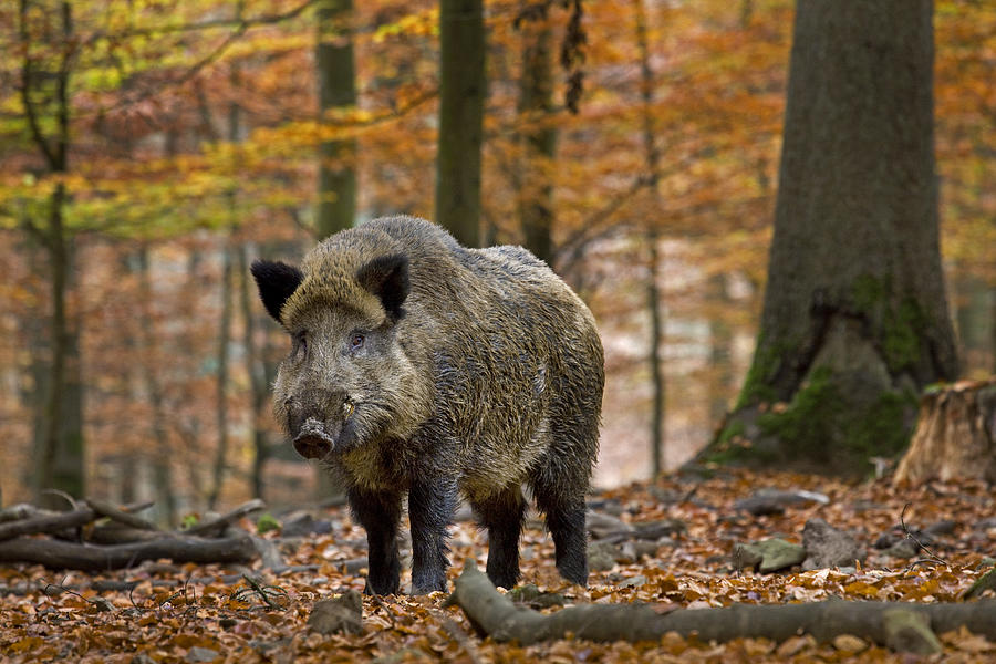 Pig Photograph - Wild Boar in Autumn Forest by Arterra Picture Library