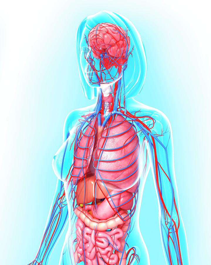 Female Anatomy Photograph by Pixologicstudio/science Photo Library ...