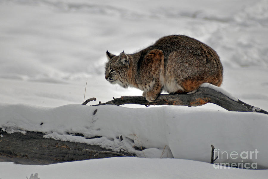 121P Bobcat Photograph by NightVisions