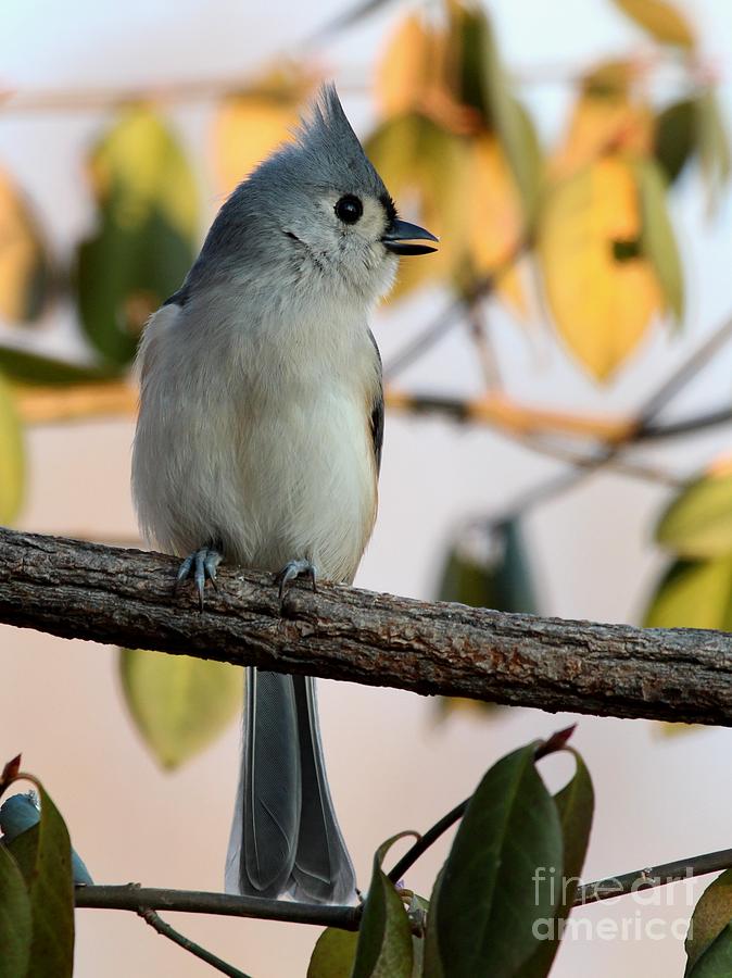 Tufted Titmouse #122 Photograph by Jack R Brock