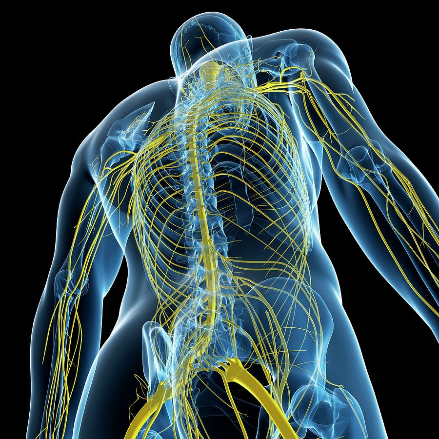 Nervous System #123 by Sciepro/science Photo Library