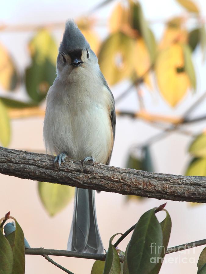 Tufted Titmouse #123 Photograph by Jack R Brock