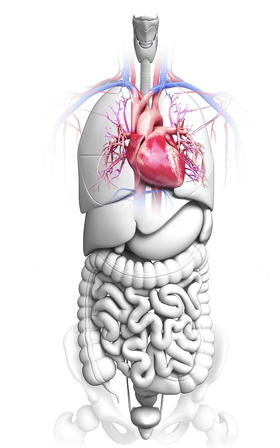 Human Cardiovascular System Photograph By Pixologicstudio Fine Art