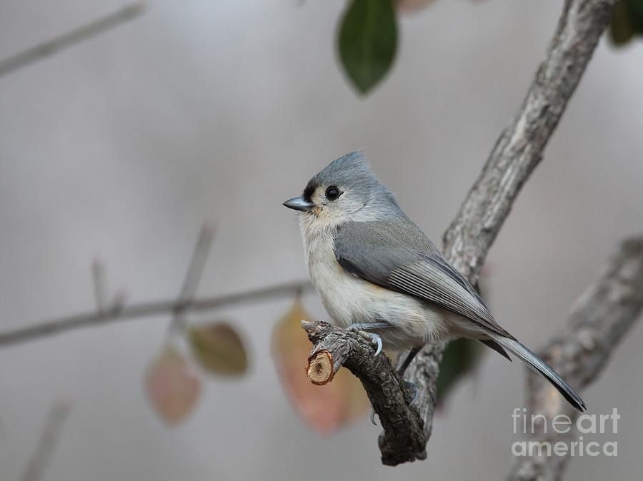 Tufted Titmouse #124 Photograph by Jack R Brock