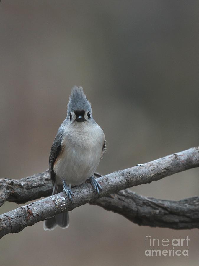 Tufted Titmouse #125 Photograph by Jack R Brock