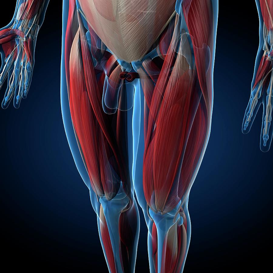 Male Musculature #126 Photograph by Sciepro/science Photo Library ...