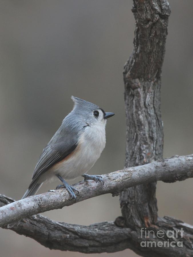 Tufted Titmouse #126 Photograph by Jack R Brock