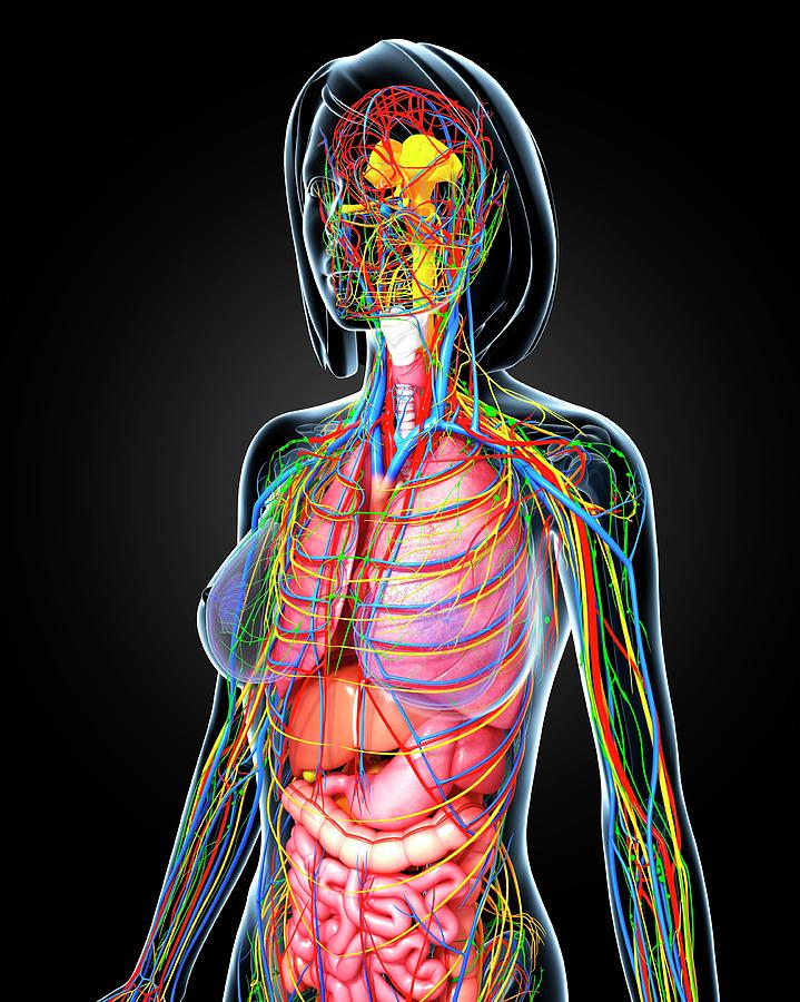 Female Anatomy Photograph by Pixologicstudio/science Photo Library ...