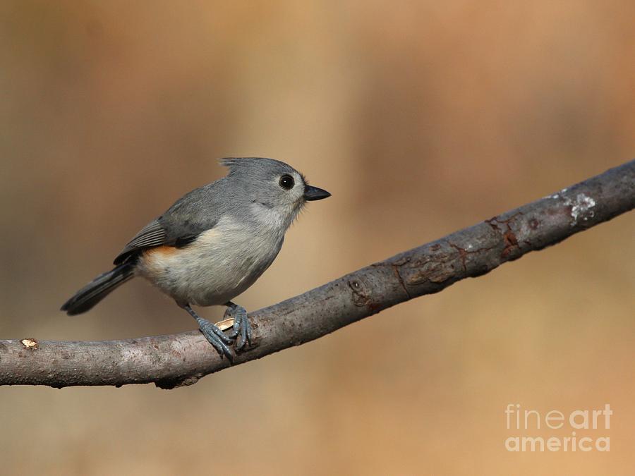 Tufted Titmouse #127 Photograph by Jack R Brock