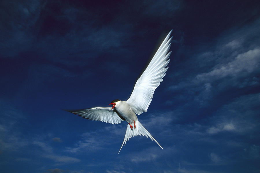 Artic Tern Flying Photograph by Michael Quinton