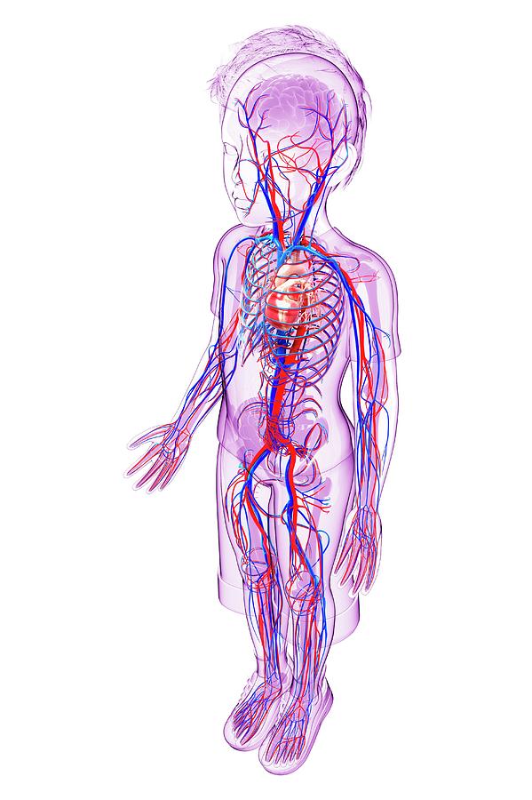 Human Cardiovascular System Photograph By Pixologicstudio Pixels