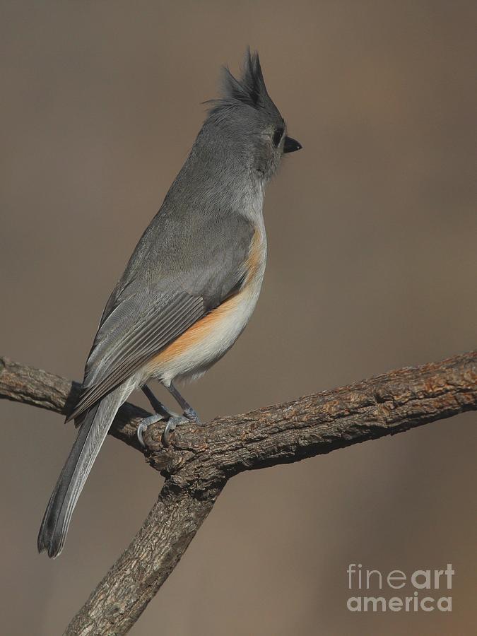 Tufted Titmouse #128 Photograph by Jack R Brock