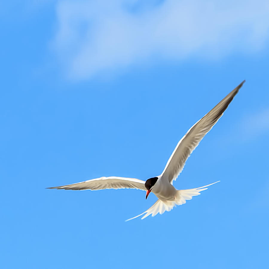 1288 Smooth Seagull Photograph by Deidre Elzer-Lento