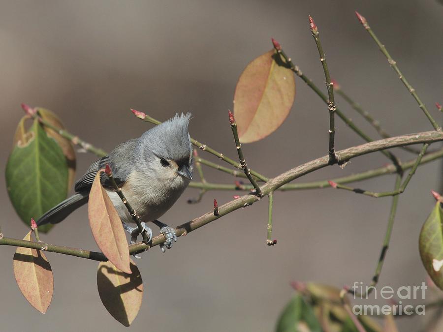 Tufted Titmouse #129 Photograph by Jack R Brock