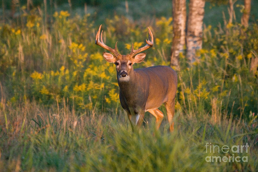 White-tailed Buck #129 Photograph by Linda Freshwaters Arndt