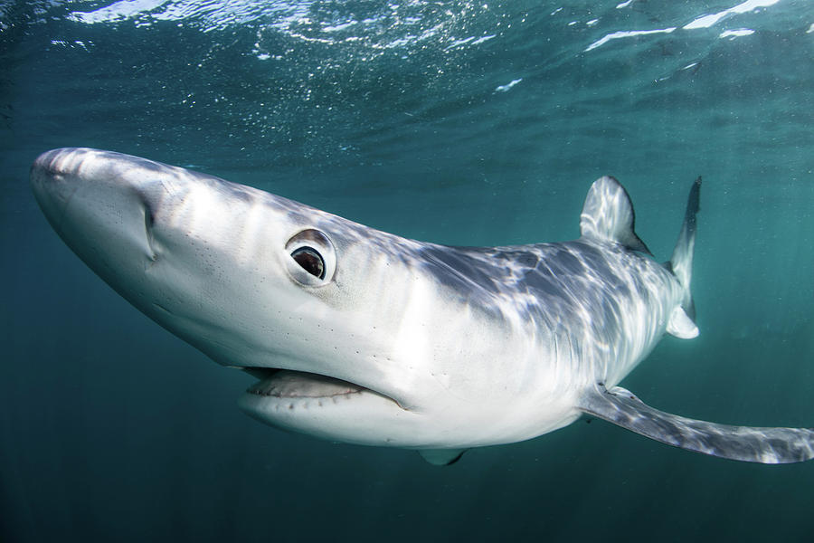 A Sleek Blue Shark Swimming #13 Photograph by Ethan Daniels - Fine Art ...