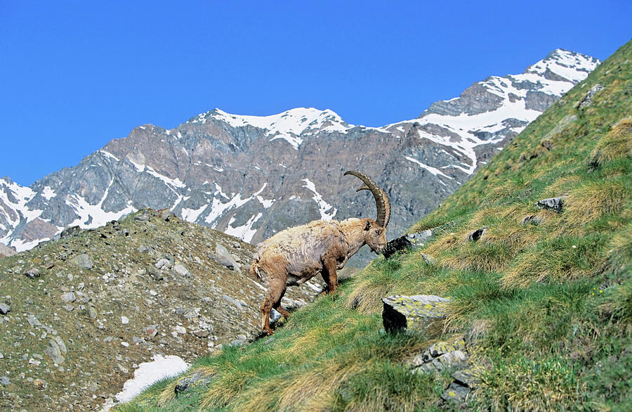Gran Paradiso National Park Photograph - Alpine Ibex (capra Ibex #13 by Martin Zwick