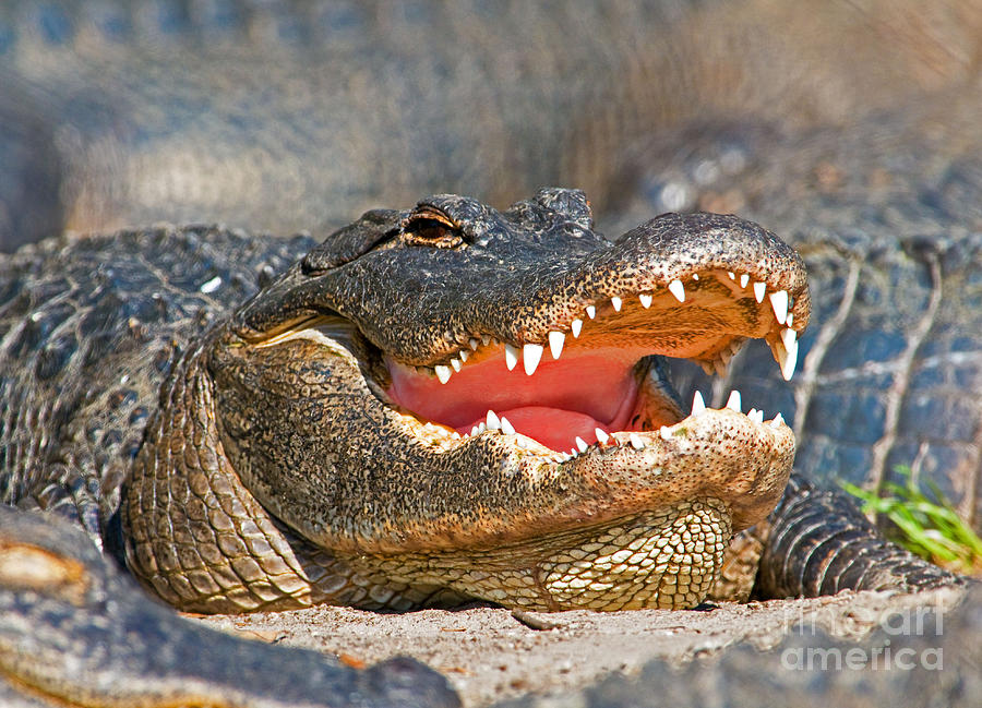 American Alligator #13 Photograph by Millard H. Sharp