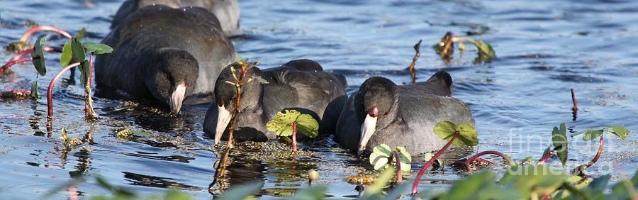 American Coot #13 Photograph by Jack R Brock