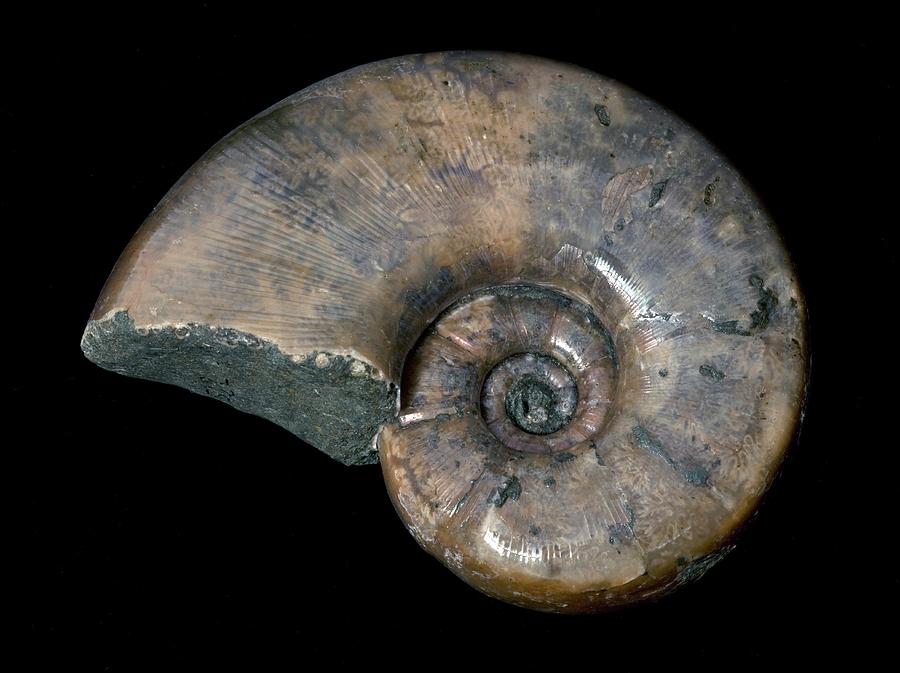 ammonite animal