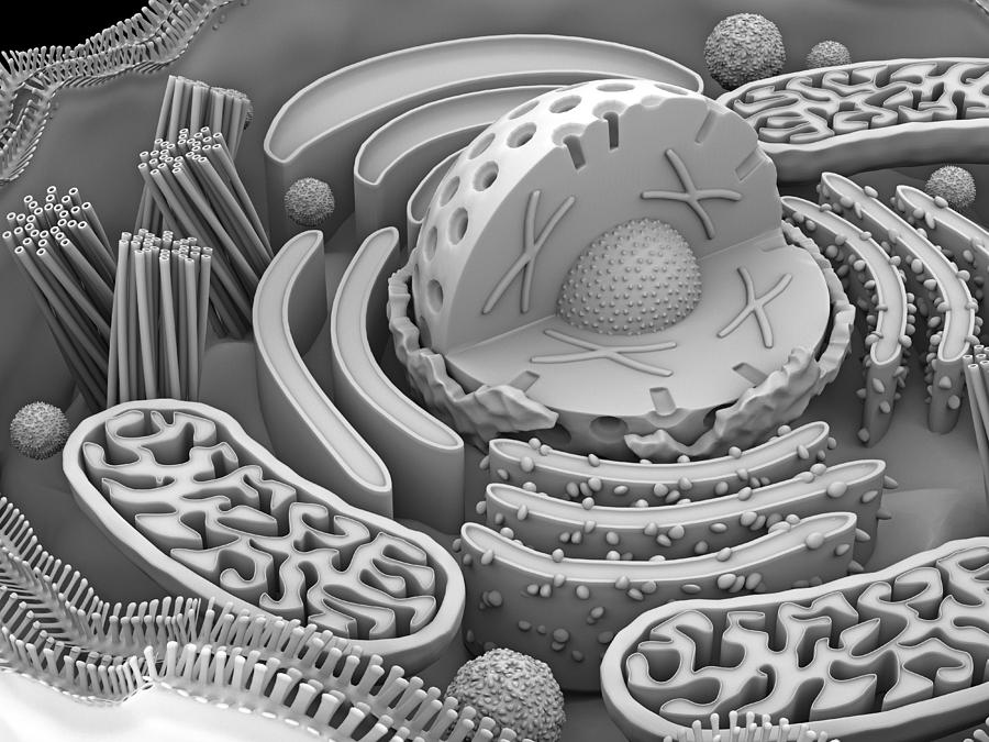 Animal cell organelles, artwork Photograph by Science Photo Library - Pixels