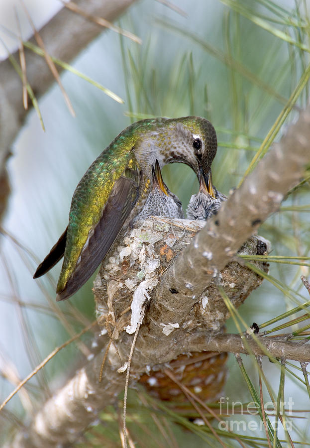 Annas Hummingbird #13 Photograph by Anthony Mercieca