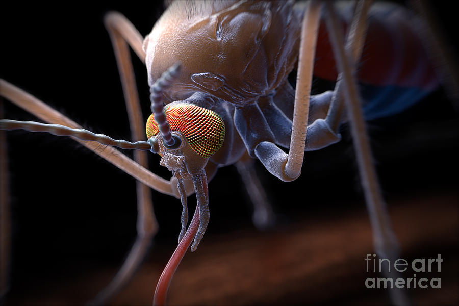 Anopheles Mosquito #13 Photograph by Science Picture Co