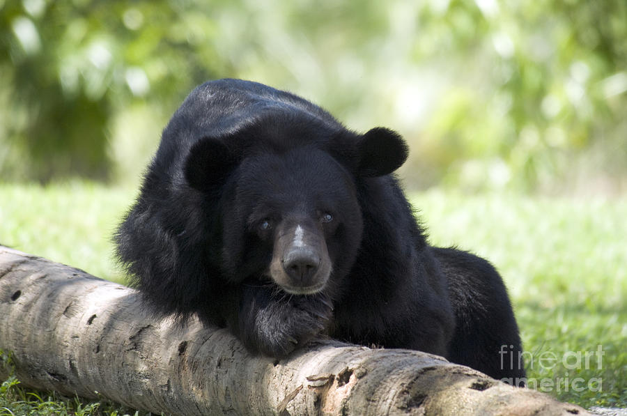 Asian Black Bear #13 Photograph by Mark Newman