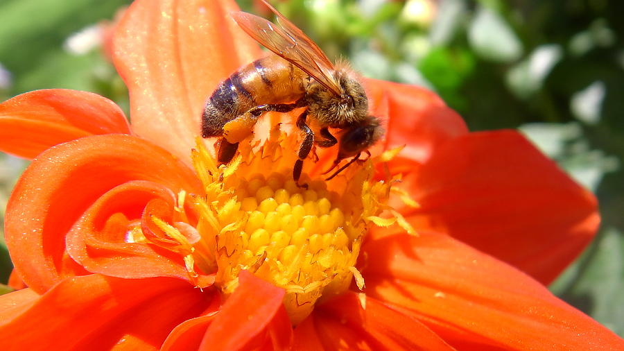 Australia Photograph - Australia - The Bees #41 by Jeffrey Shaw