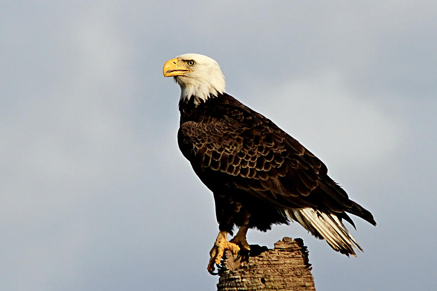 Bald Eagle Photograph by Ira Runyan - Pixels