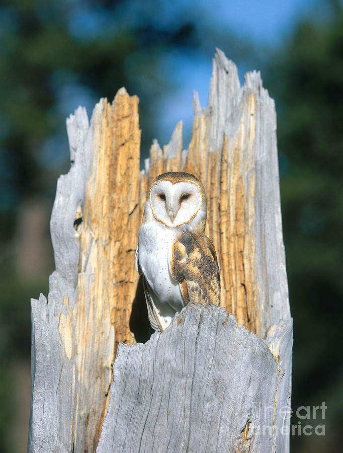Barn Owl #9 Photograph by Hans Reinhard