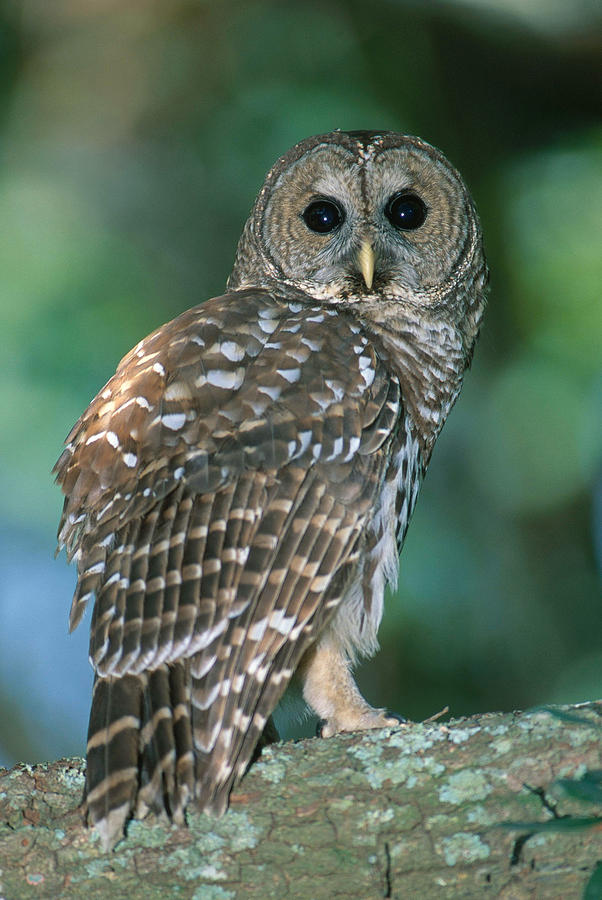 Barred Owl #13 Photograph by Millard H. Sharp