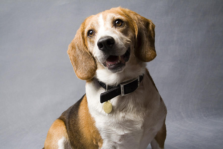 Beagle Photograph - Beagle #13 by Gary Marx
