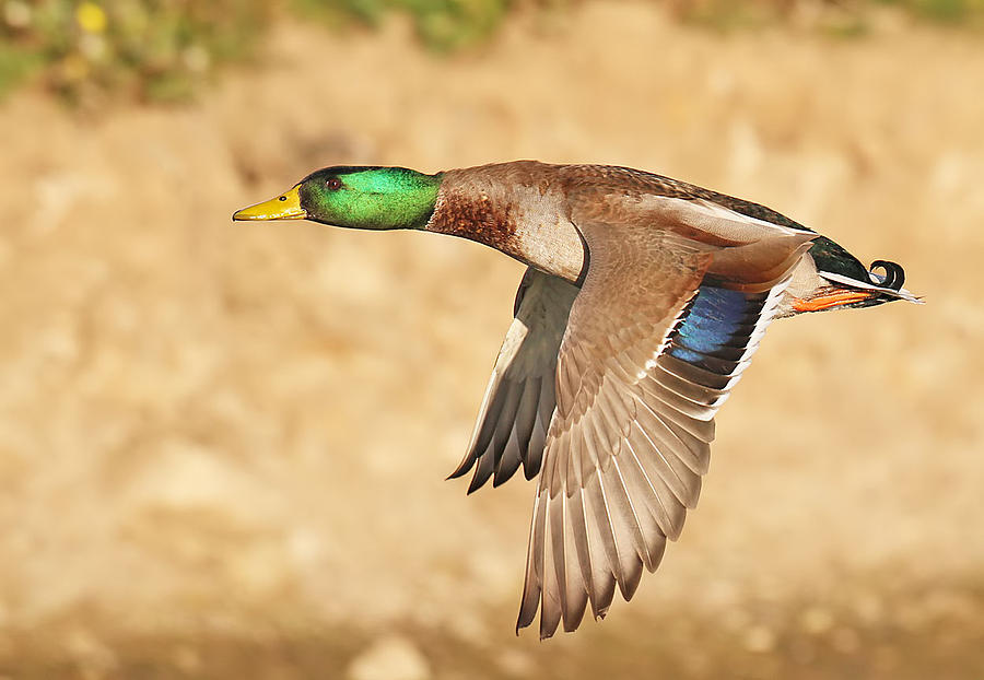 Wildlife Photograph - Bird gliding #13 by Art Photography