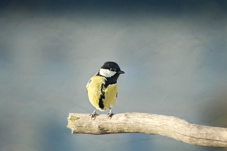 Bird Photograph - Bird #13 by Heike Hultsch