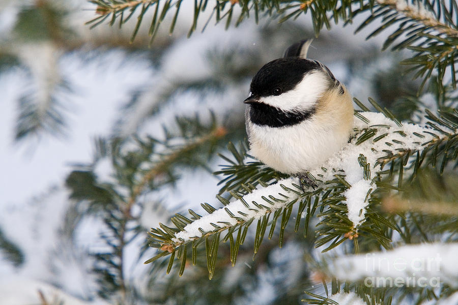 Black-capped Chickadee #13 Photograph by Linda Freshwaters Arndt