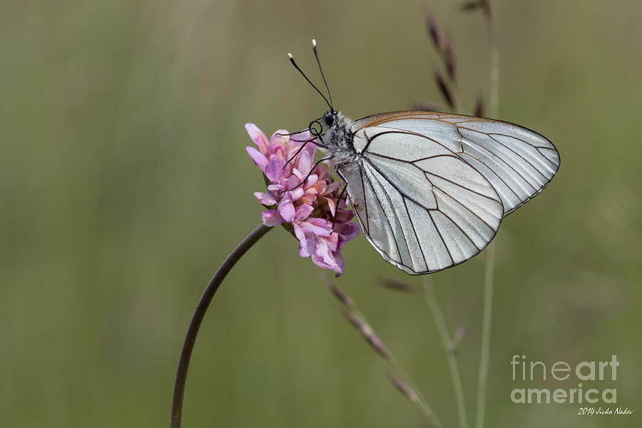 Black-veined White Butterfly #13 Photograph by Jivko Nakev