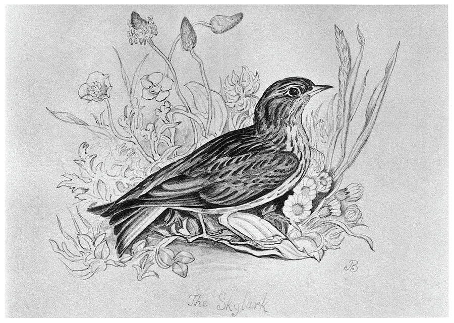 Blackburn Birds, 1895 #13 Drawing by Granger Blackburn Birds, 1895 #13 Drawing by Granger