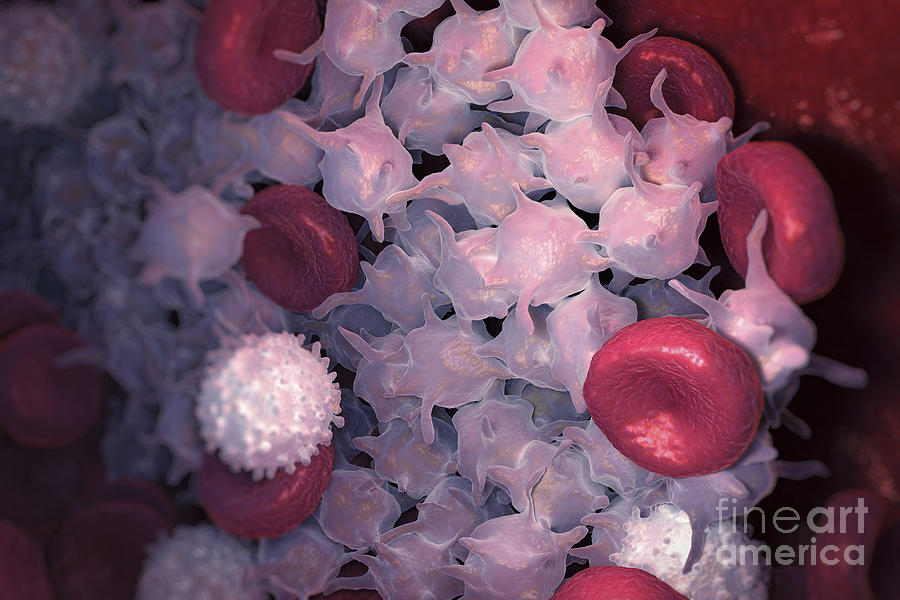 Blood Cells #13 Photograph by Science Picture Co