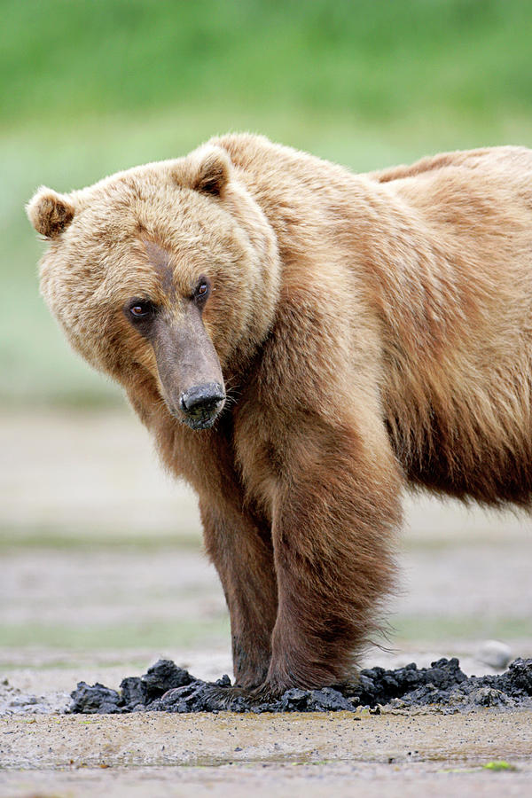 Katmai National Park Photograph - Brown Bear #13 by Manuel Presti/science Photo Library