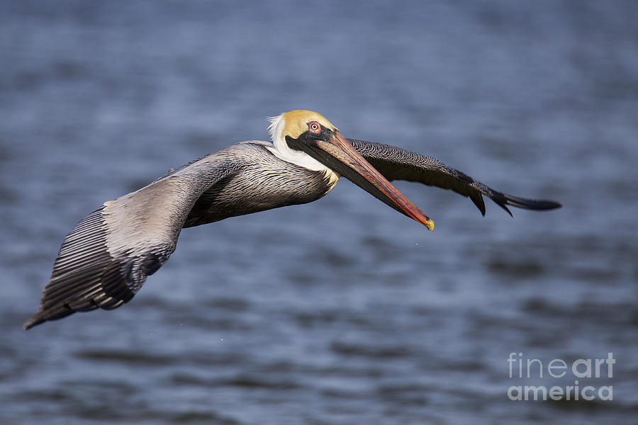 Pelican Photograph - Brown Pelican #13 by Twenty Two North Photography