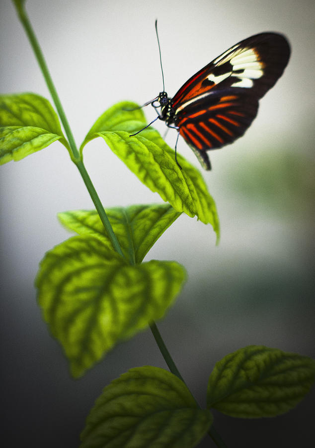 Butterfly #21 Photograph by Bradley R Youngberg