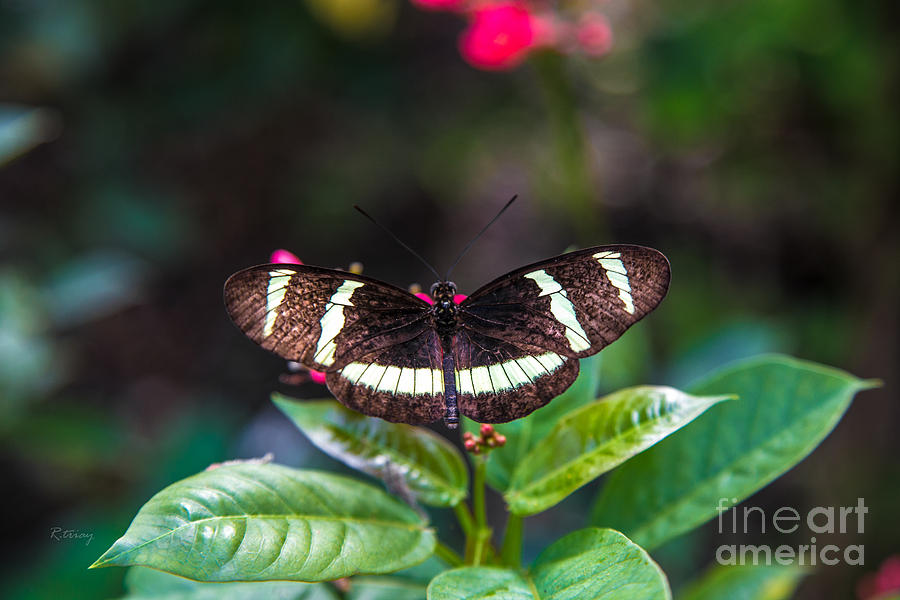 Butterfly #13 Photograph by Rene Triay FineArt Photos