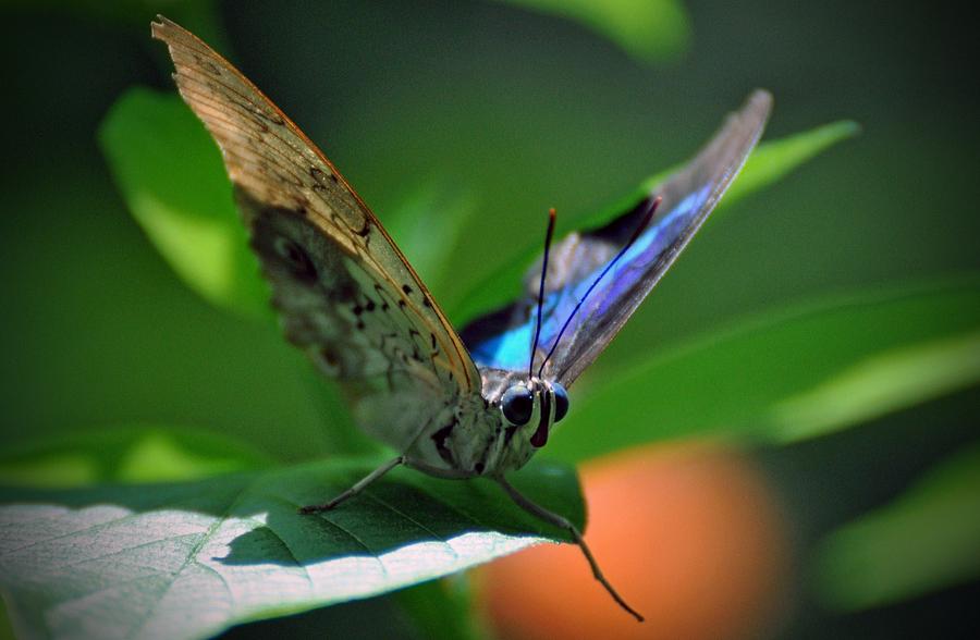 Butterfly #16 Photograph by Savannah Gibbs