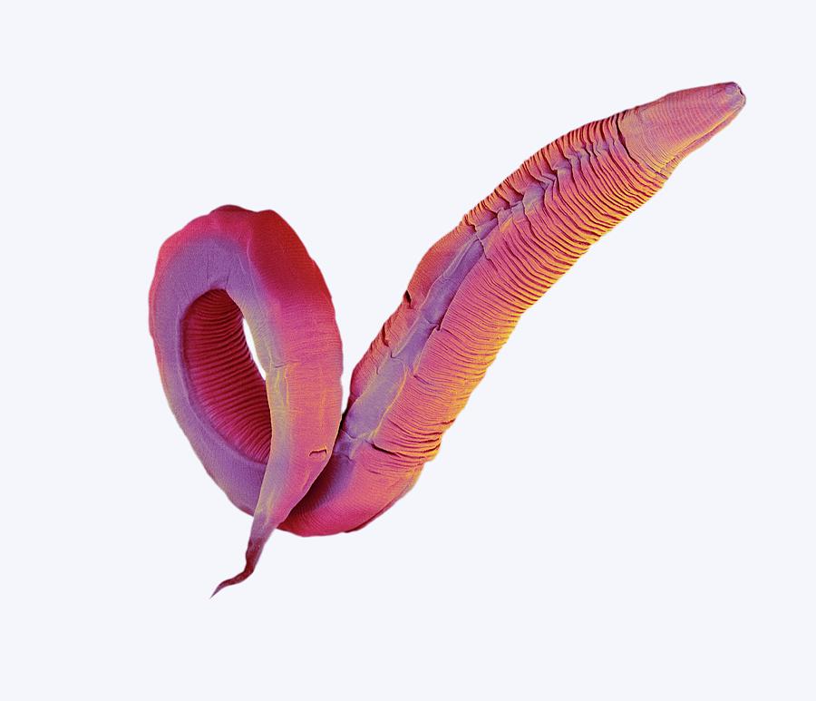 C. Elegans Worm #13 Photograph by Steve Gschmeissner