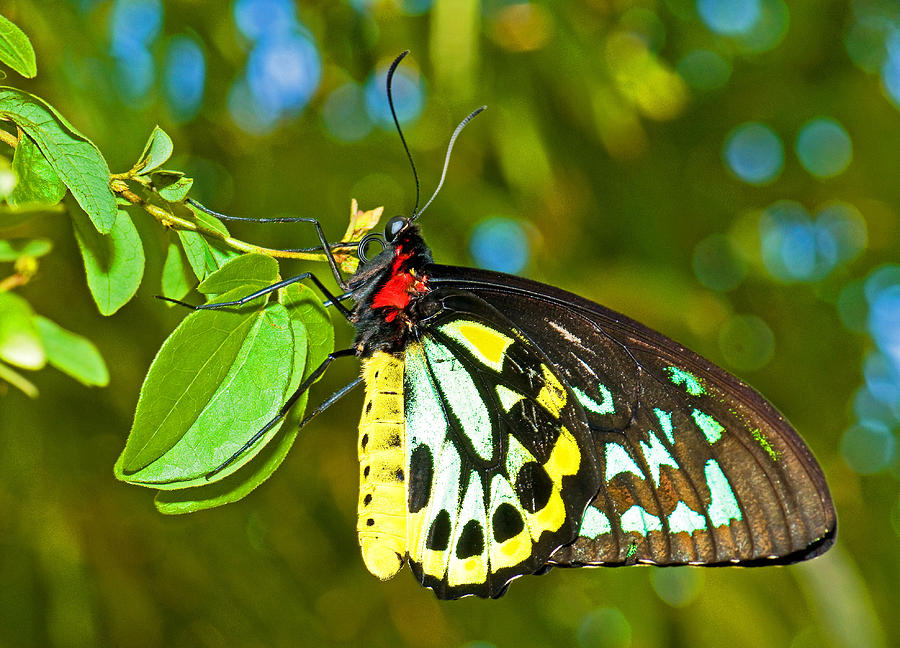 Cairns Birdwing Butterfly #13 Photograph by Millard H. Sharp