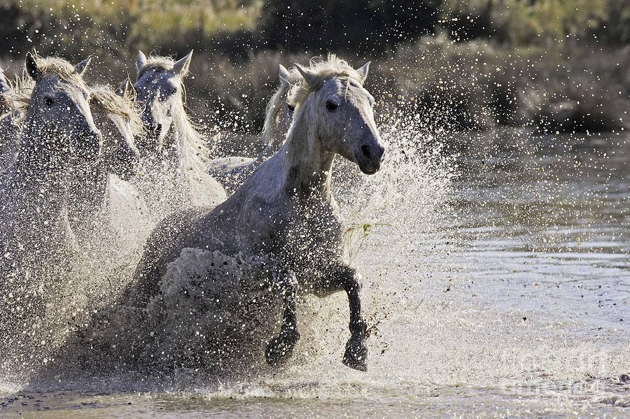 Camargue Horses #5 Photograph by M Watson