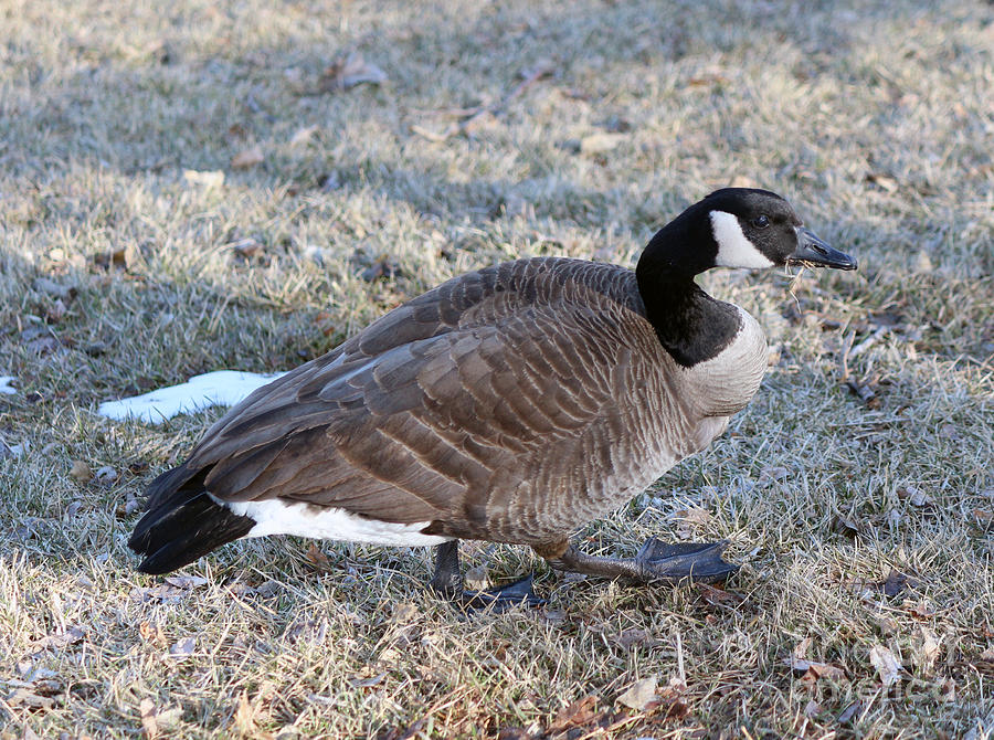 Wildlife Photograph - Canada Geese #13 by Lori Tordsen