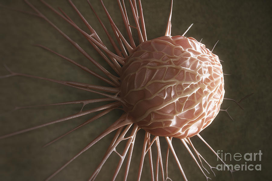 Cancer Cell #13 Photograph by Science Picture Co