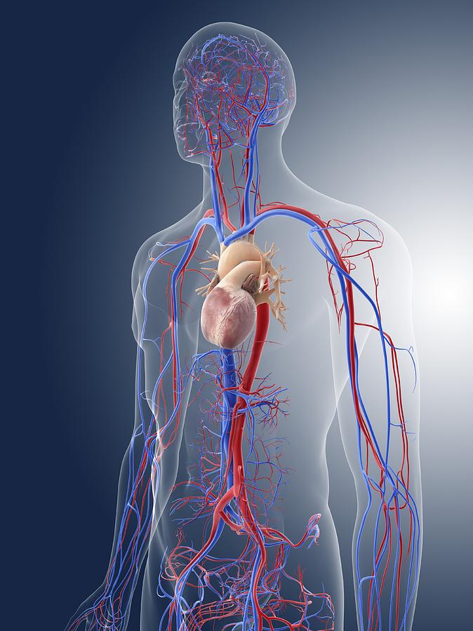 Cardiovascular system, artwork Photograph by Science Photo Library - Pixels